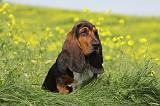 BASSET HOUND 008